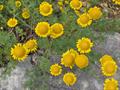 Anthemis tinctoria